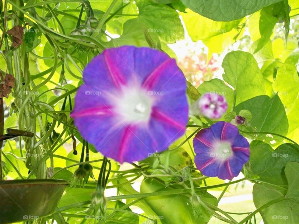 Morning Glory Flower
