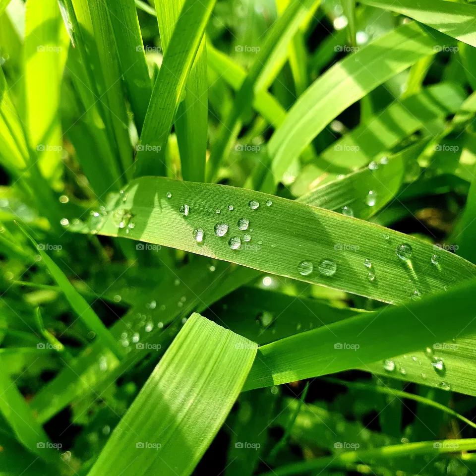 Grass with some raindrops.