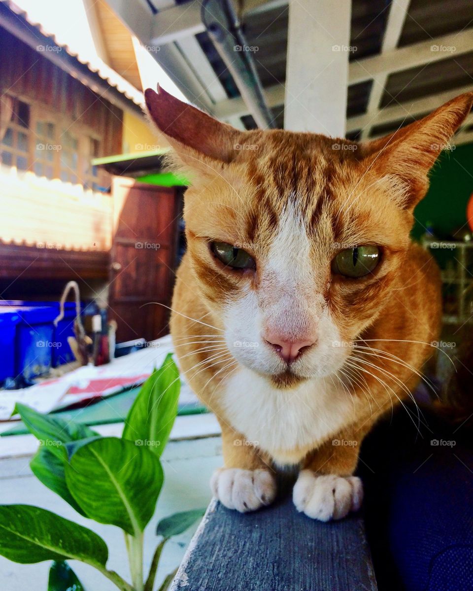 Friendly stray cat, Koh Tao