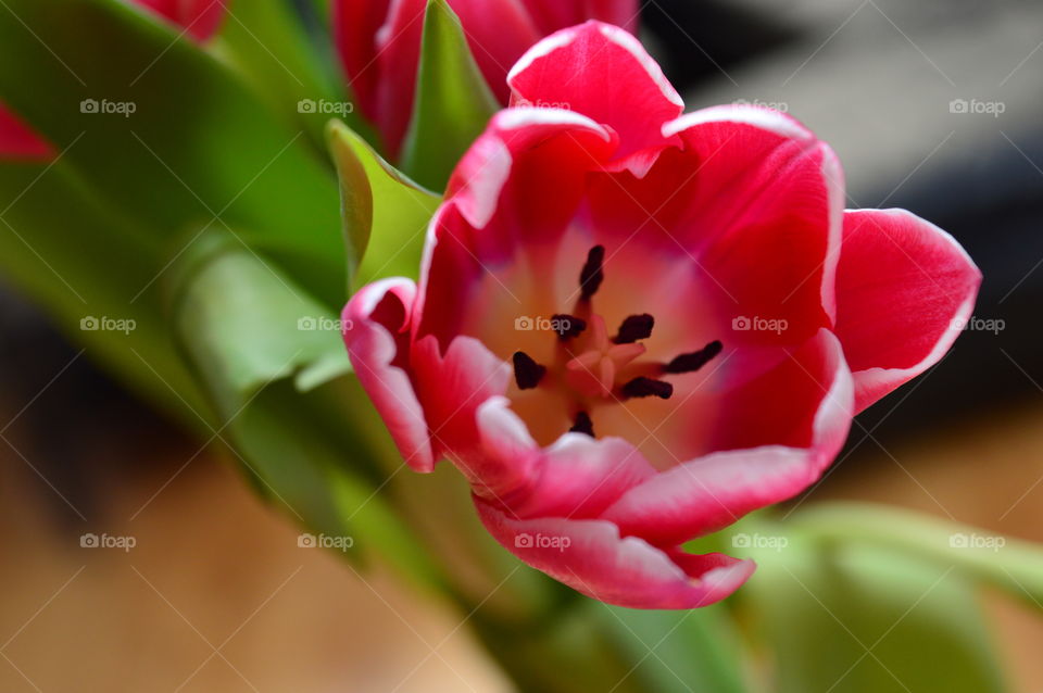 pink tulip