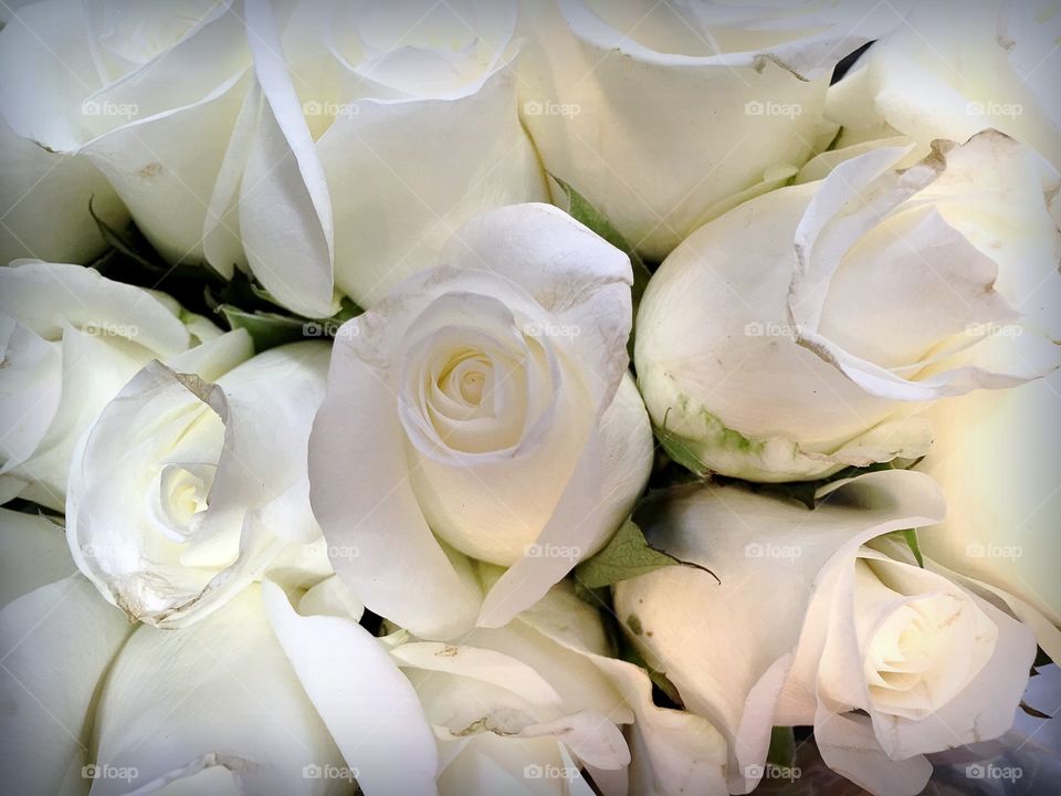 White roses. White roses
