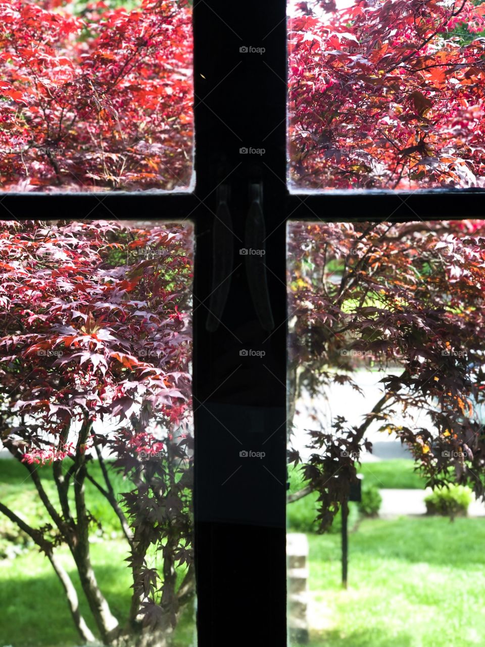 Window Panes, Red Leaves Through A Window, Through The Glass, Looking Outside 