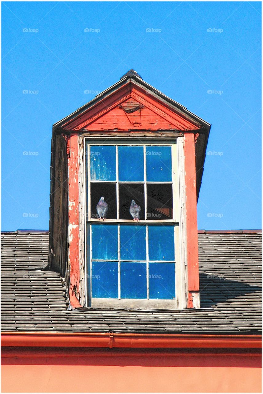 Birds in window