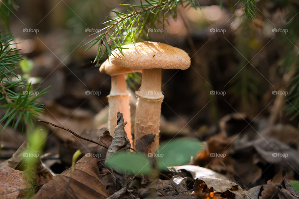 mushrooms, forest, agaric honey, rest