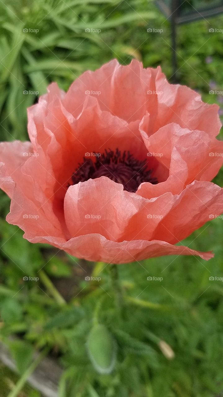 Poppy