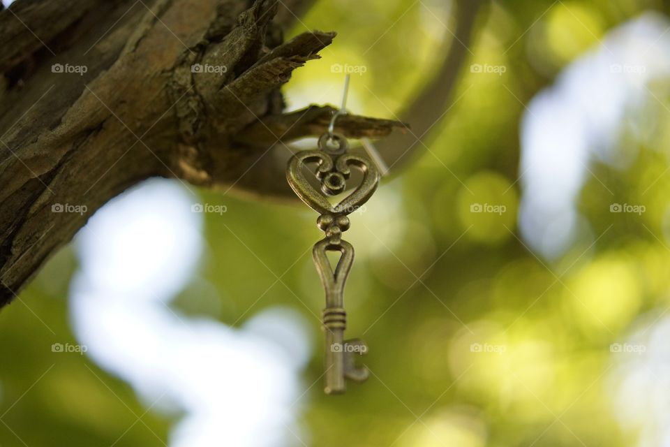 Key hanging from tree