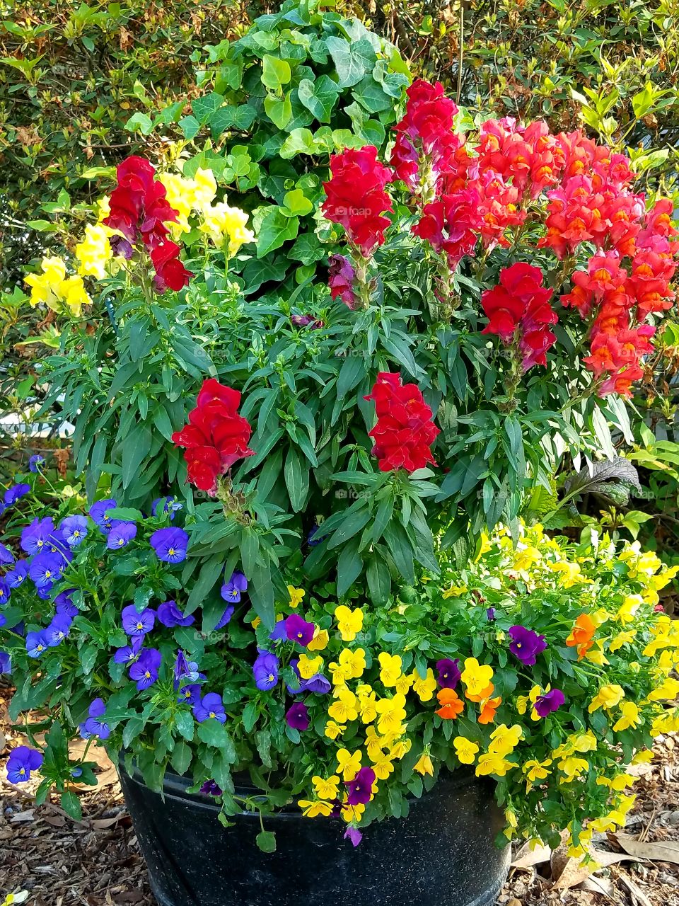 potted plants