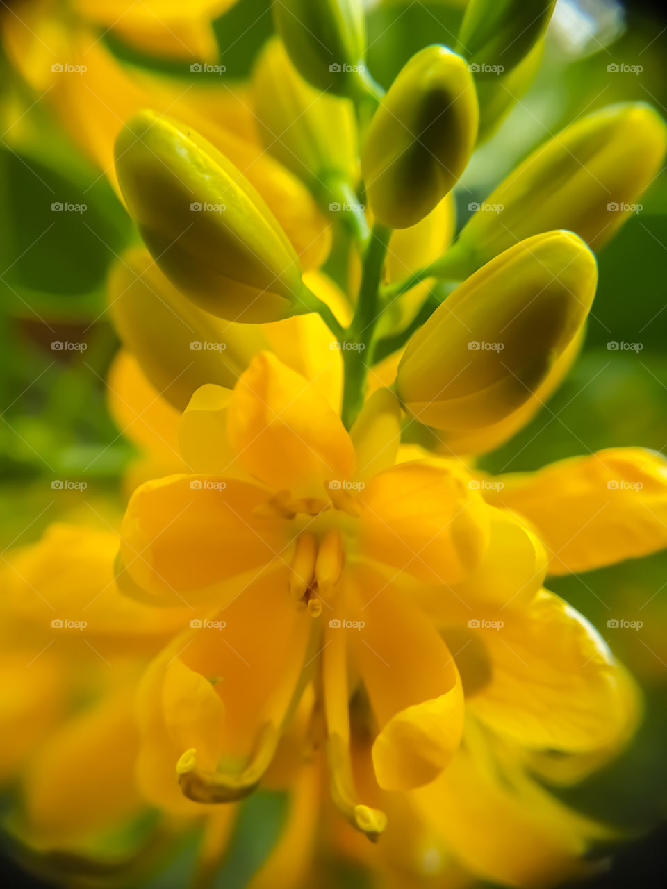 closeup of yellow flower