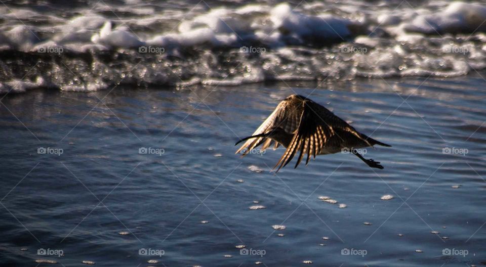 bird flying on the beach