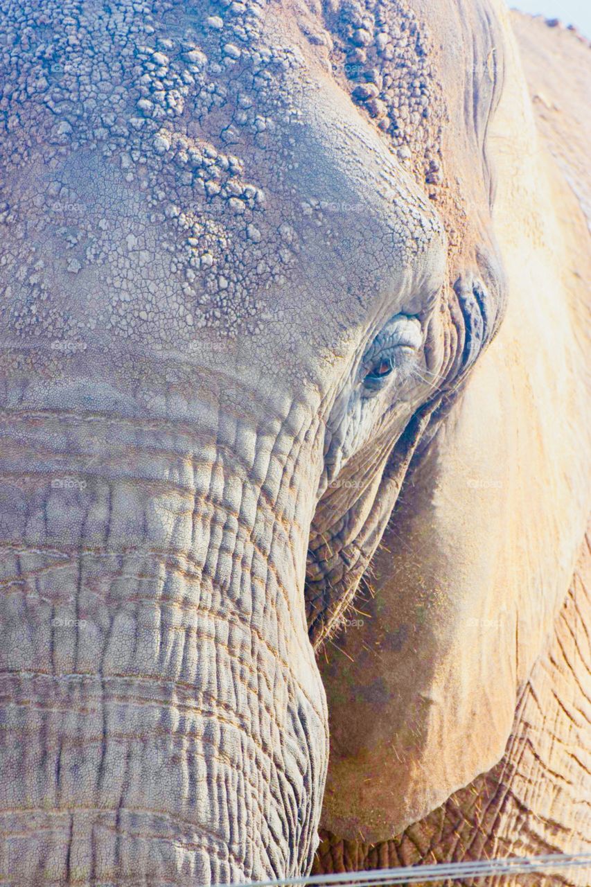 Elephant close up at the wild life Sanctuary in Salinas, California 