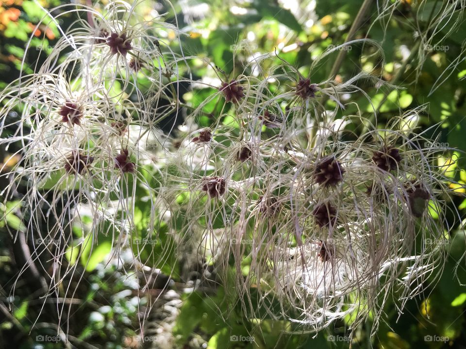 Foliage 