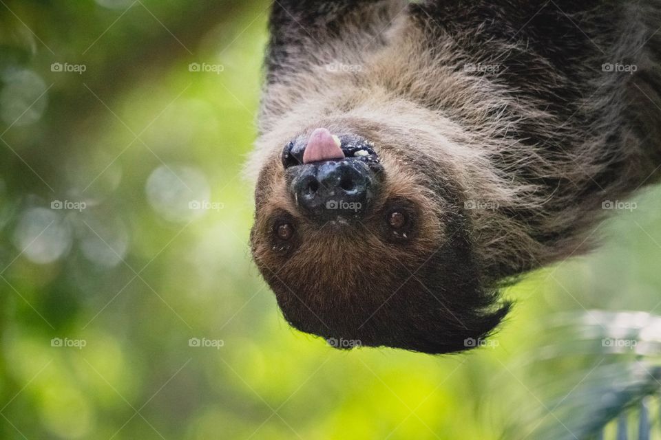 Sloth At the Thailand zoo