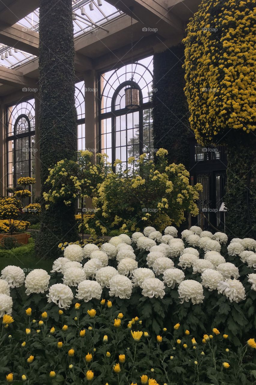 Chrysanthemum festival at Longwood Gardens in Philadelphia, PA. 