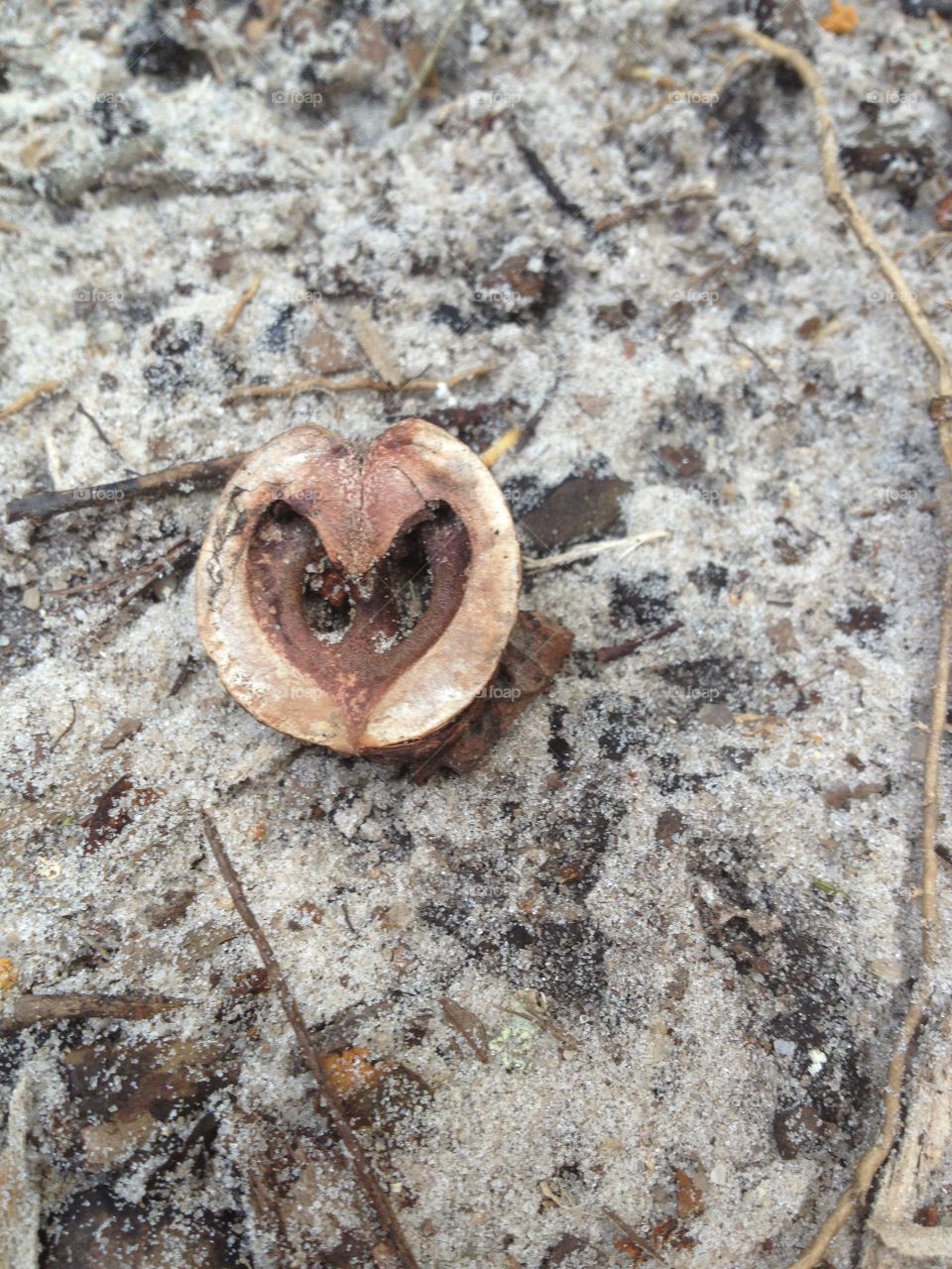 Love in a walnut shell