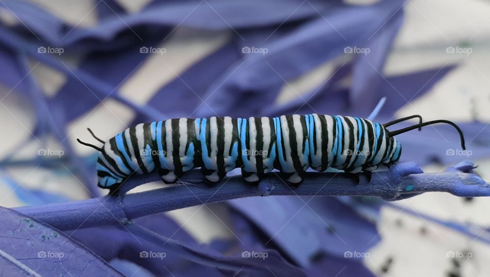 blue caterpillar