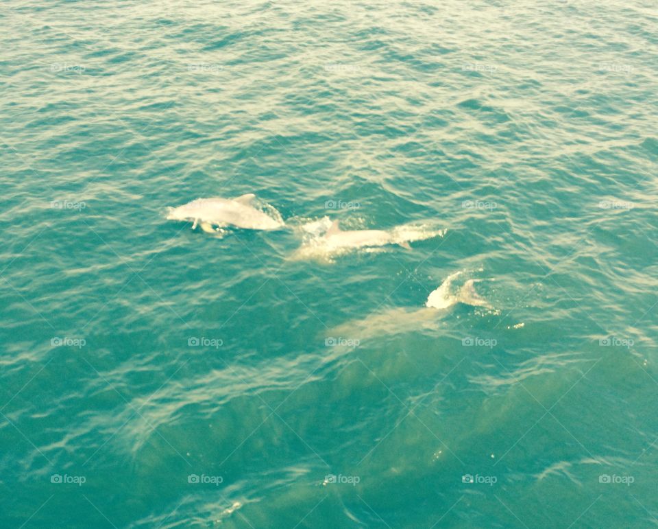 Dolphins At Sea