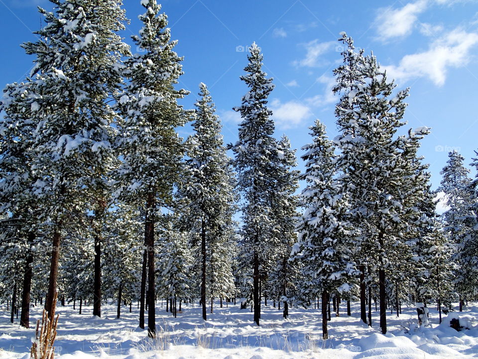 Tall Ponderosa Pine Trees covered with fresh snow against a bright blu sky on a beautiful Central Oregon winter day. 