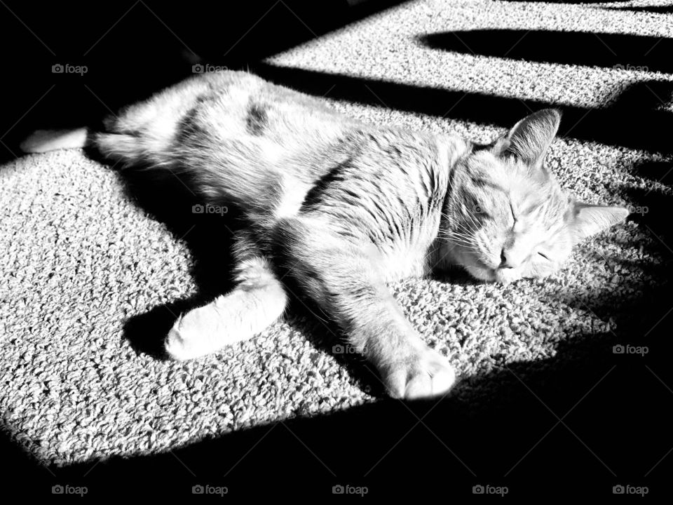 Black and white kitty sleeping taking his Hal in the floor with beautiful shadow lines. 