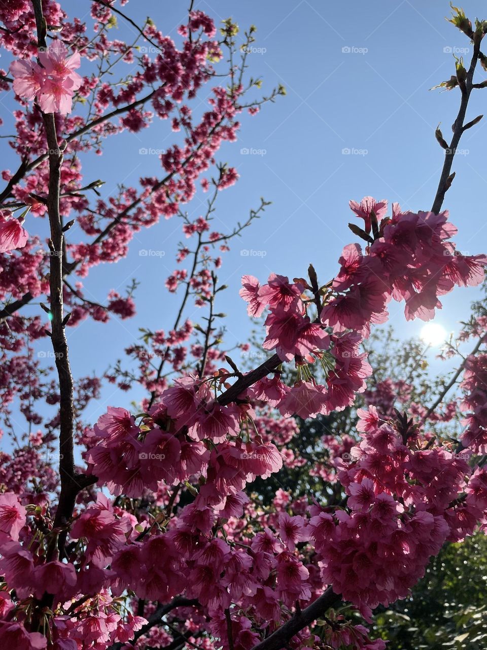 Cherry Blossom Light