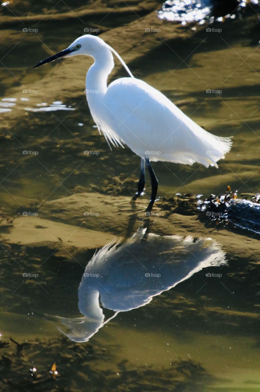 Egret and reflection