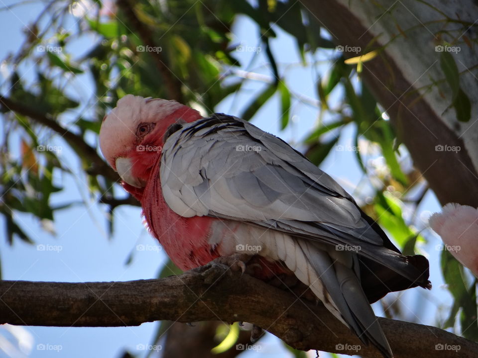 Galah