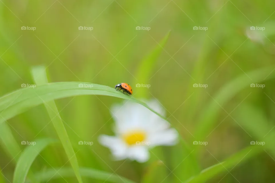 beetle macro