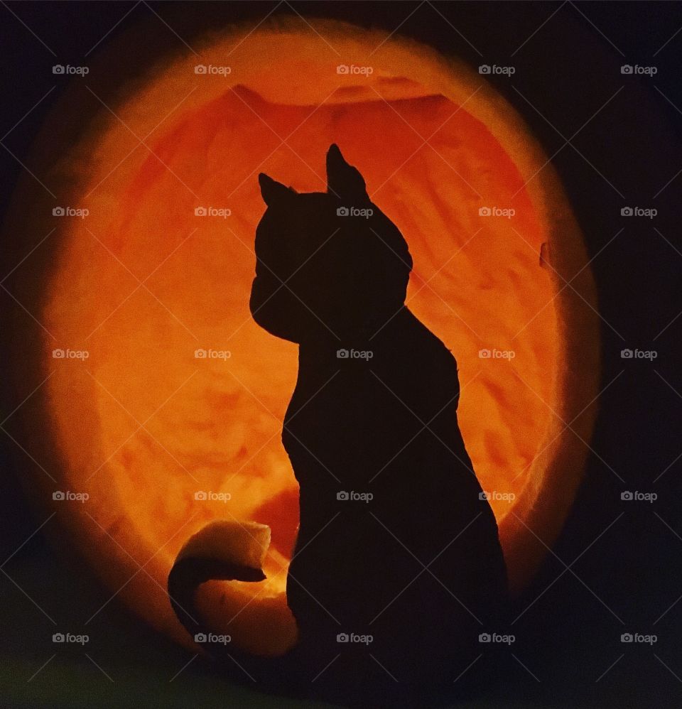 Cat pumpkin Carving 