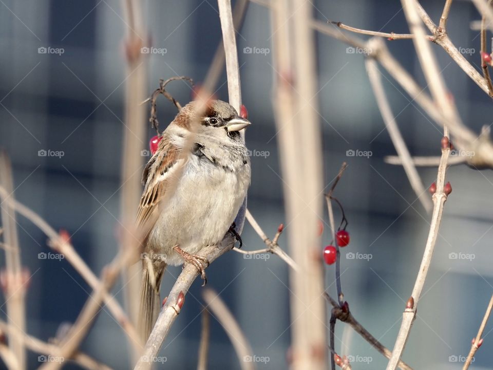 Sparrow
