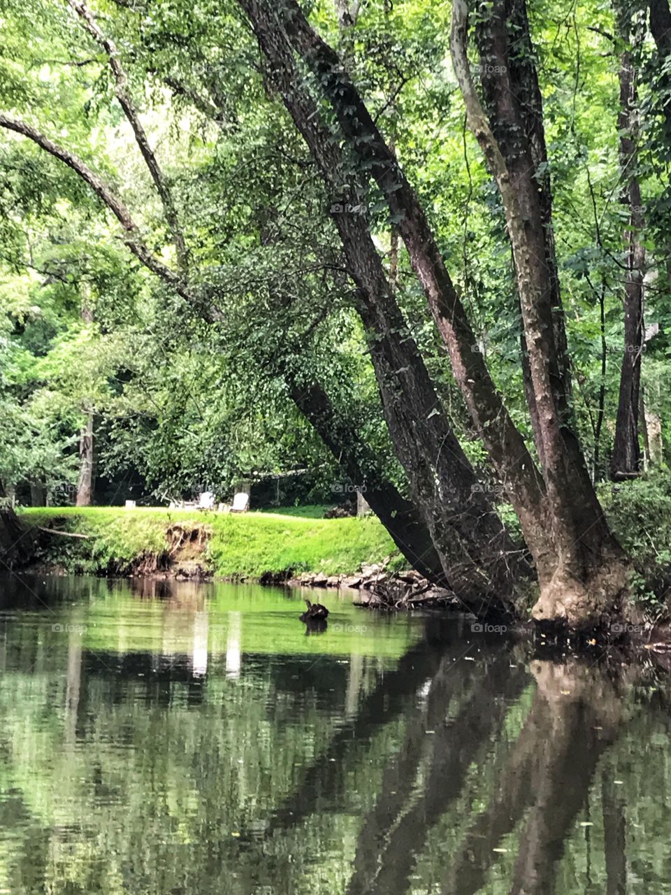 Saw leaning trees with reflections while paddling