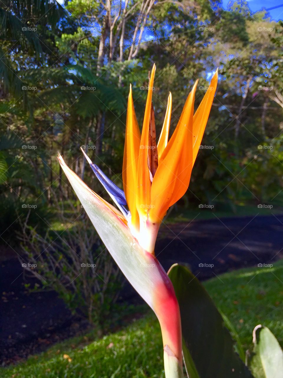 Strelitzia