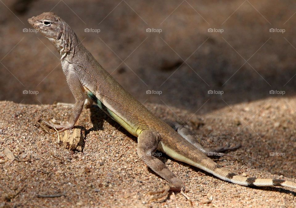 Earless Lizard on Desert Trail