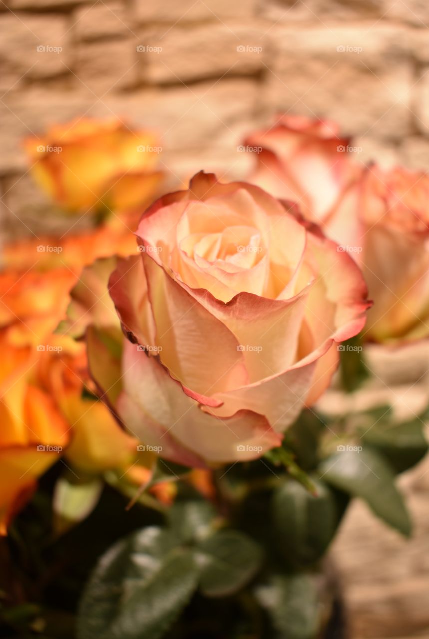 a closeup of a beautiful rose