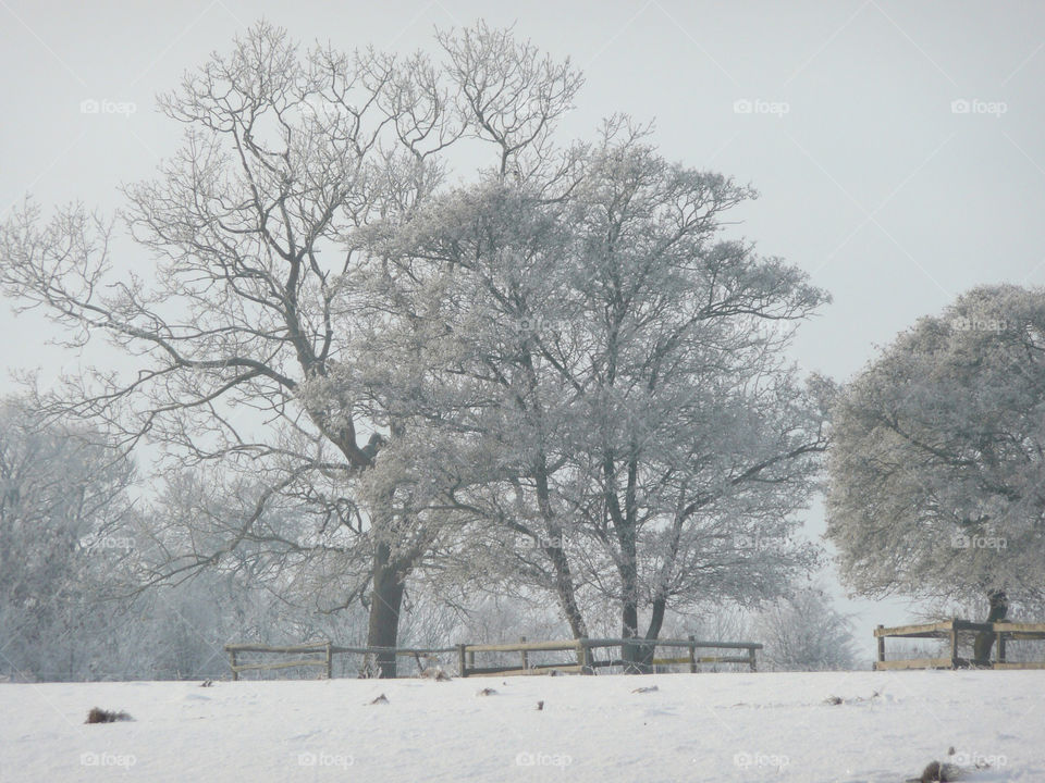 snow winter field trees by henweb