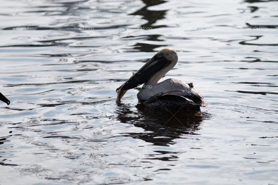 Water, Bird, Duck, Lake, Waterfowl