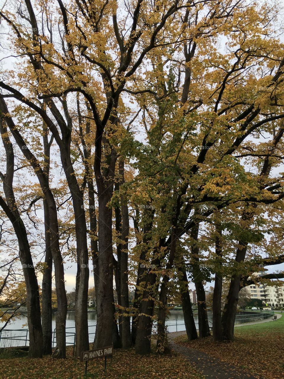 Autumn trees in forest