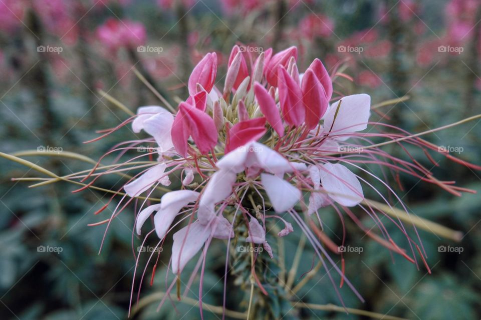 The beauty of pink is oftentimes underrated. To most, it symbolizes feminity. But to some, it could also be a way to speak masculinity. ✨