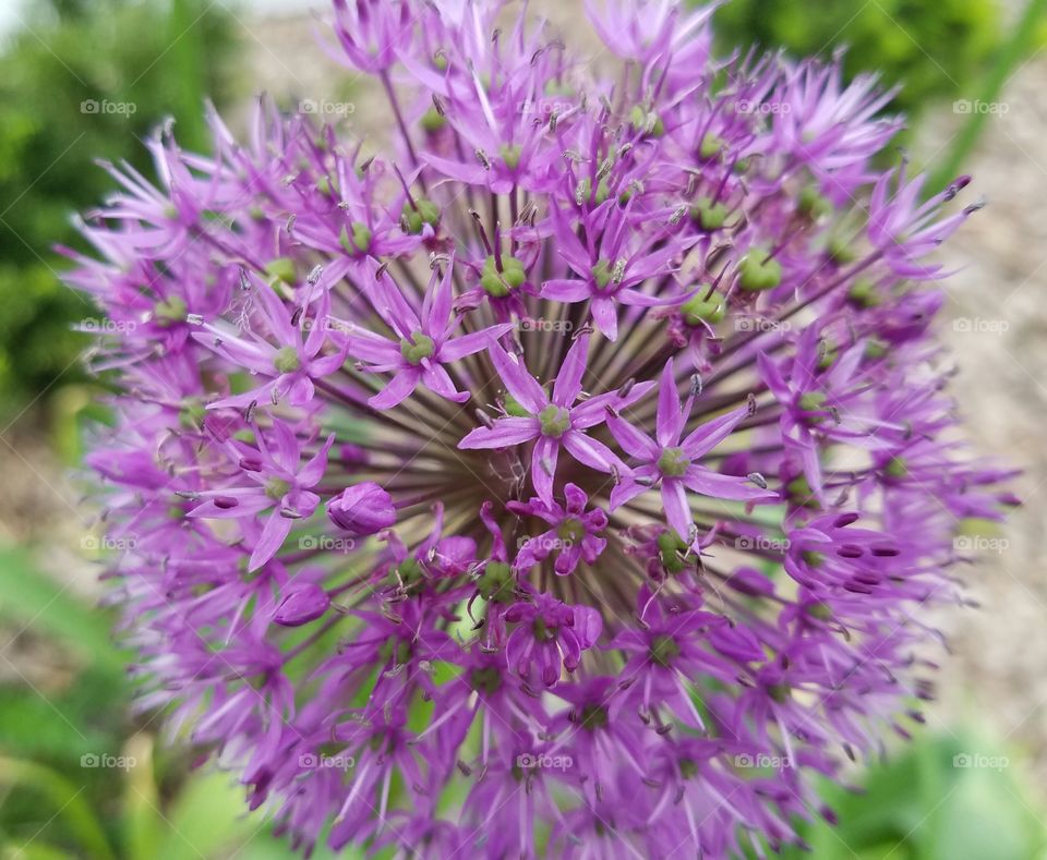 Close-up of beautiful flower