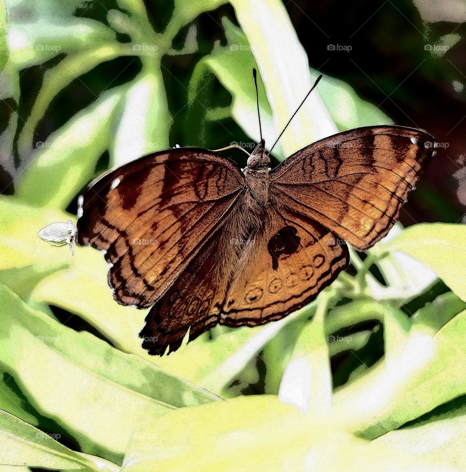 Junonia hedonia, brown pansy, brown sissy, army brown or brown argus, is a butterfly found in Southeast Asia, Indonesia, and Australia