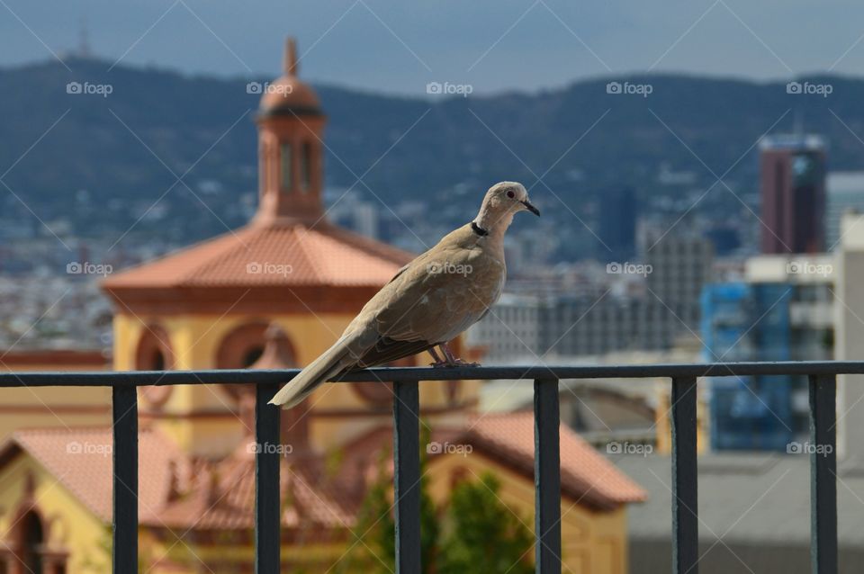 Dove love