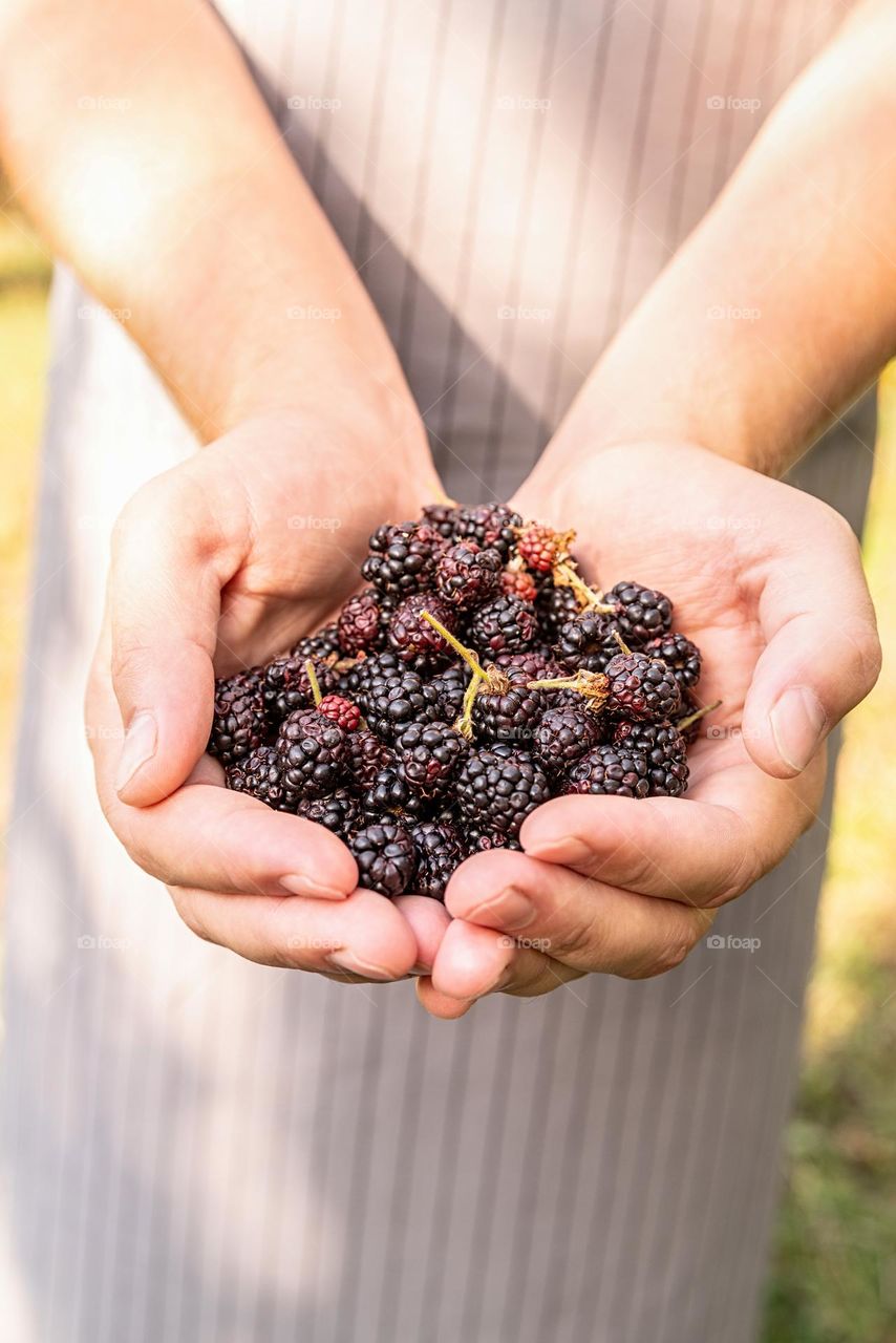 blackberries