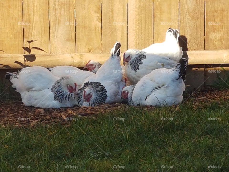 backyard chickens resting