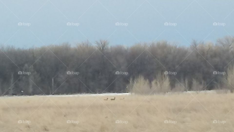 Landscape, Fog, Winter, No Person, Weather