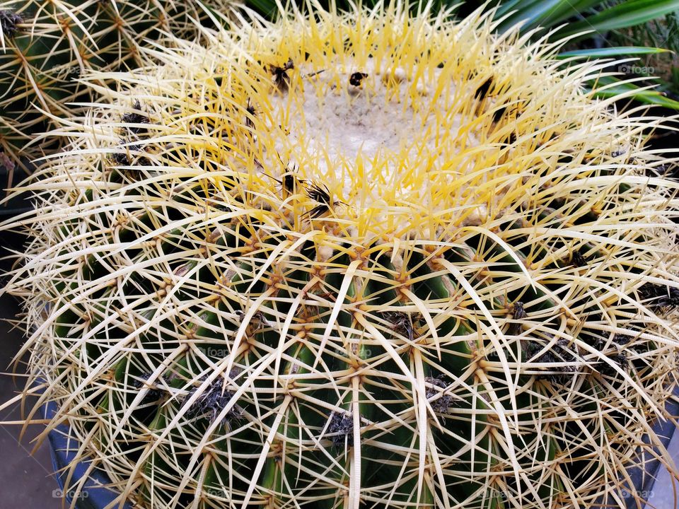 A Barrel Cactus with Long Needles