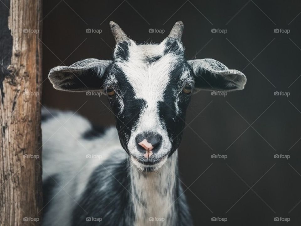 nice goat