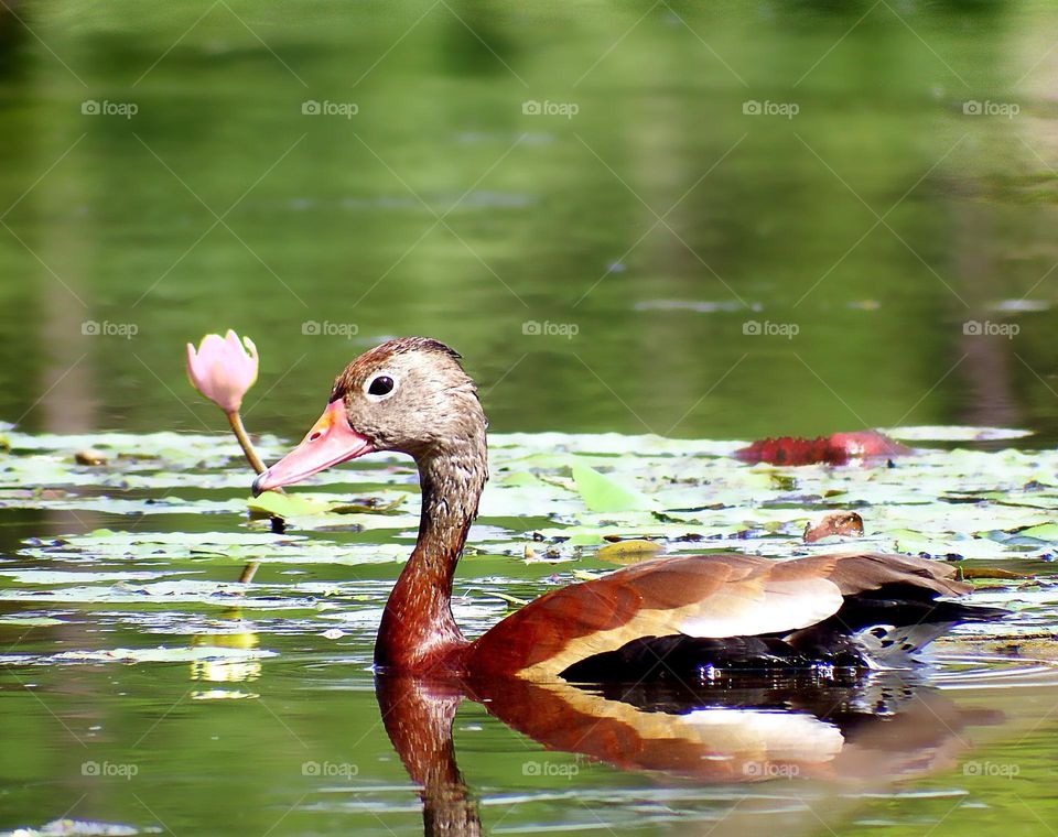 Black bellied whistling duck