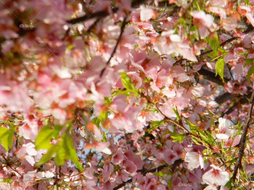 blossoms . a day in Washington DC 