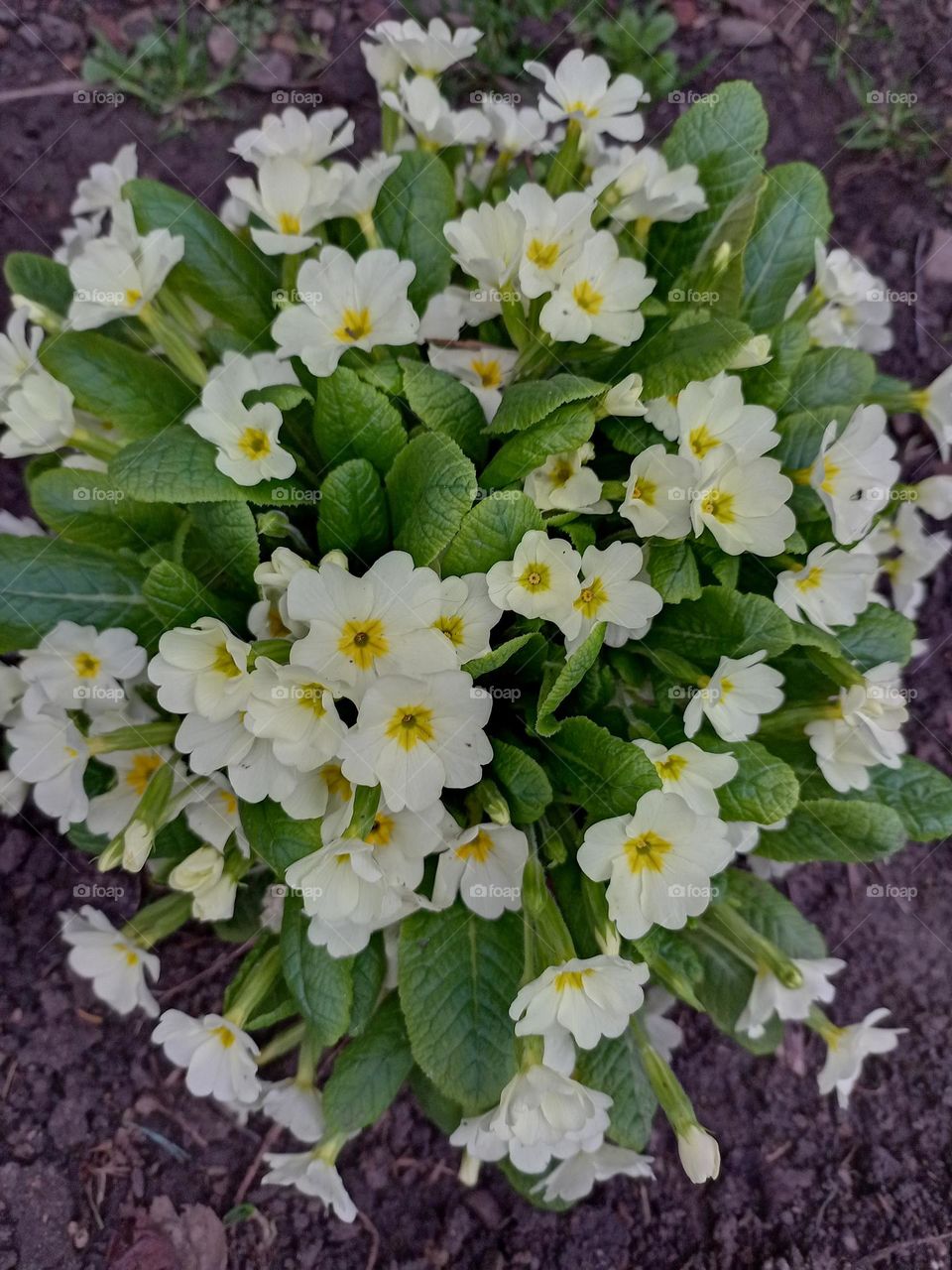 flowers of spring