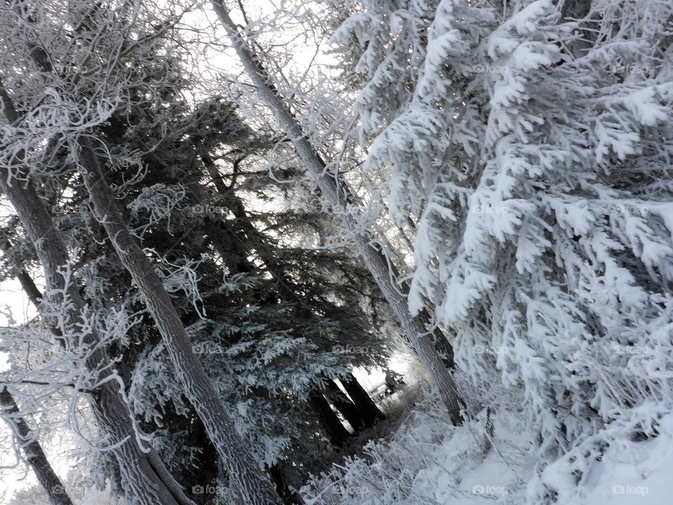 Snow in the forest