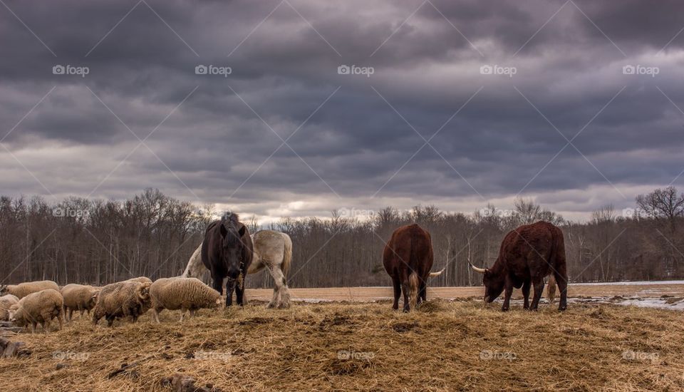 Cloudy pasture