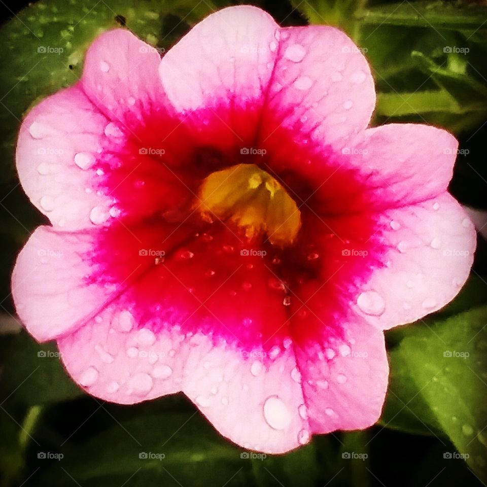 Pink flower